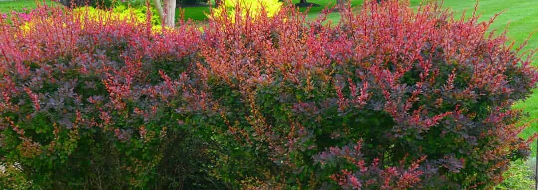 Outcomes of revision vertebral augmentation for recurrent or adjacent osteoporotic vertebral compression fractures: a systematic review and meta-analysis