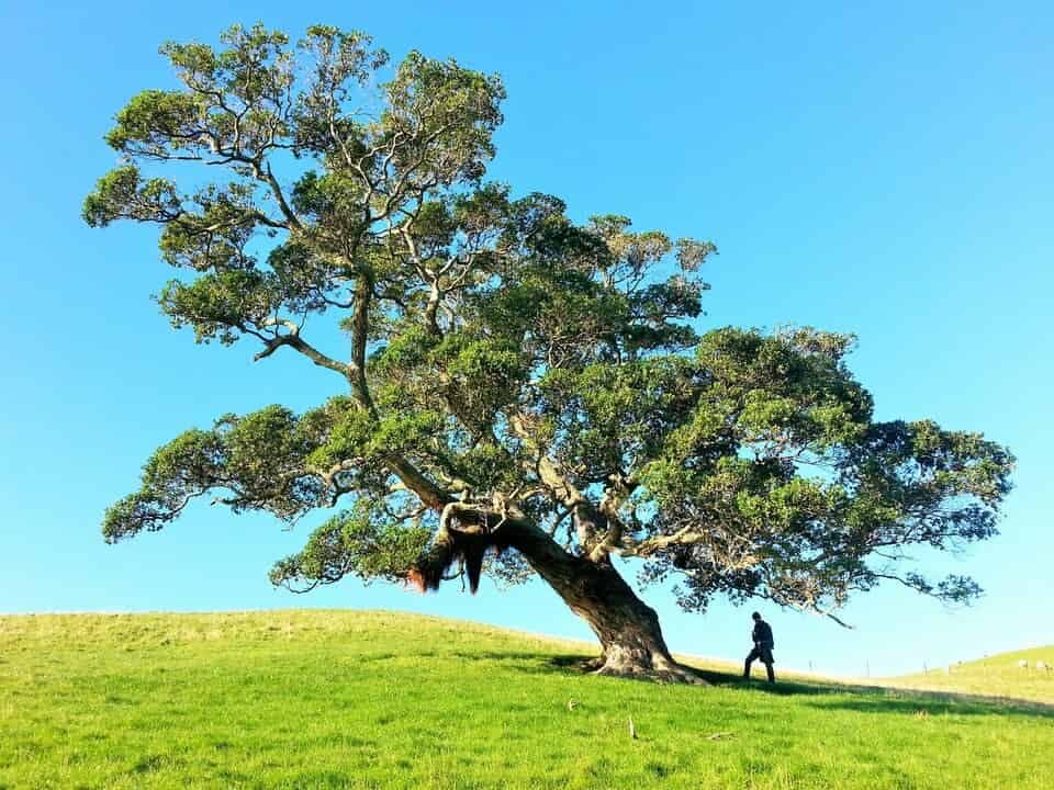 Arthroscopic Double-Row Repair of ALPSA Lesions: Prospective Outcomes at 2 and 5 Years Abstract